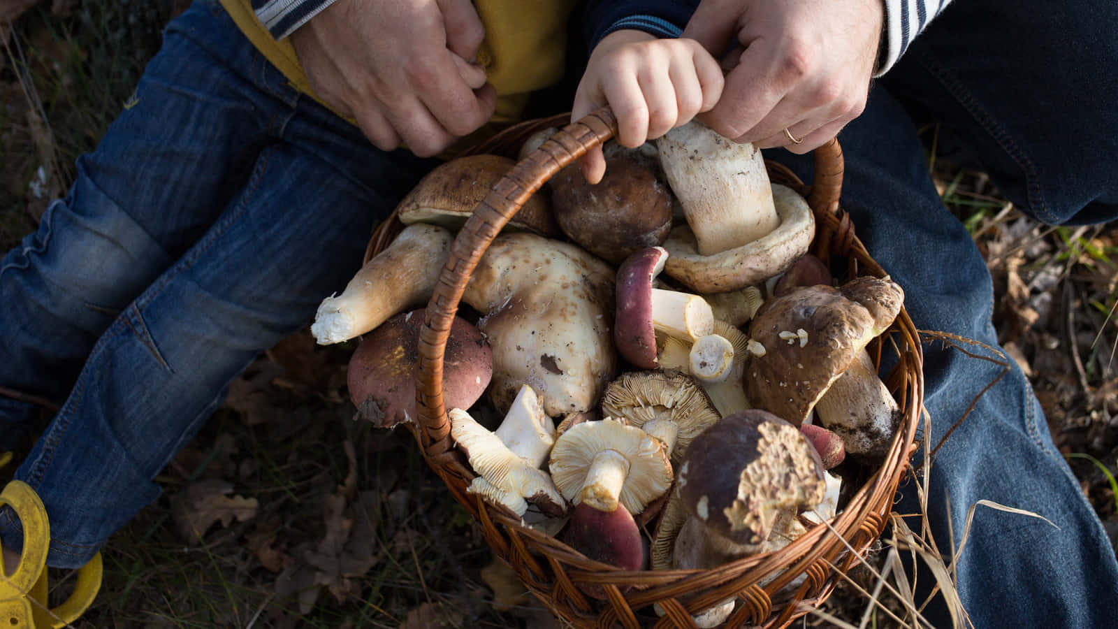 An array of diverse mushroom types