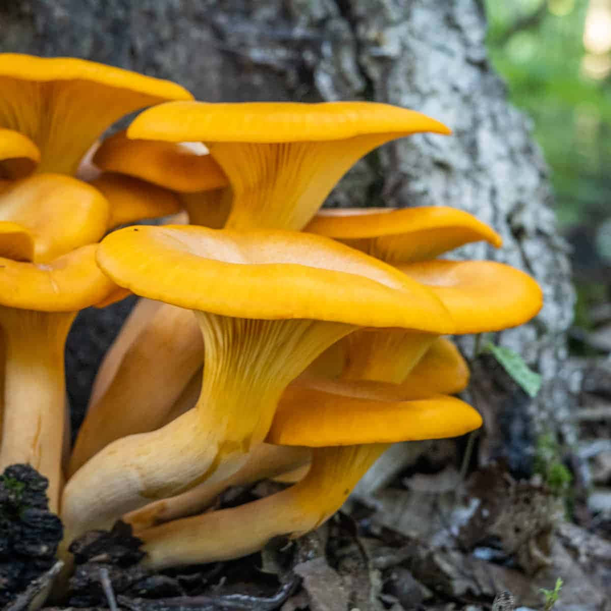 Pumpkin Orange Mushroom Types Pictures