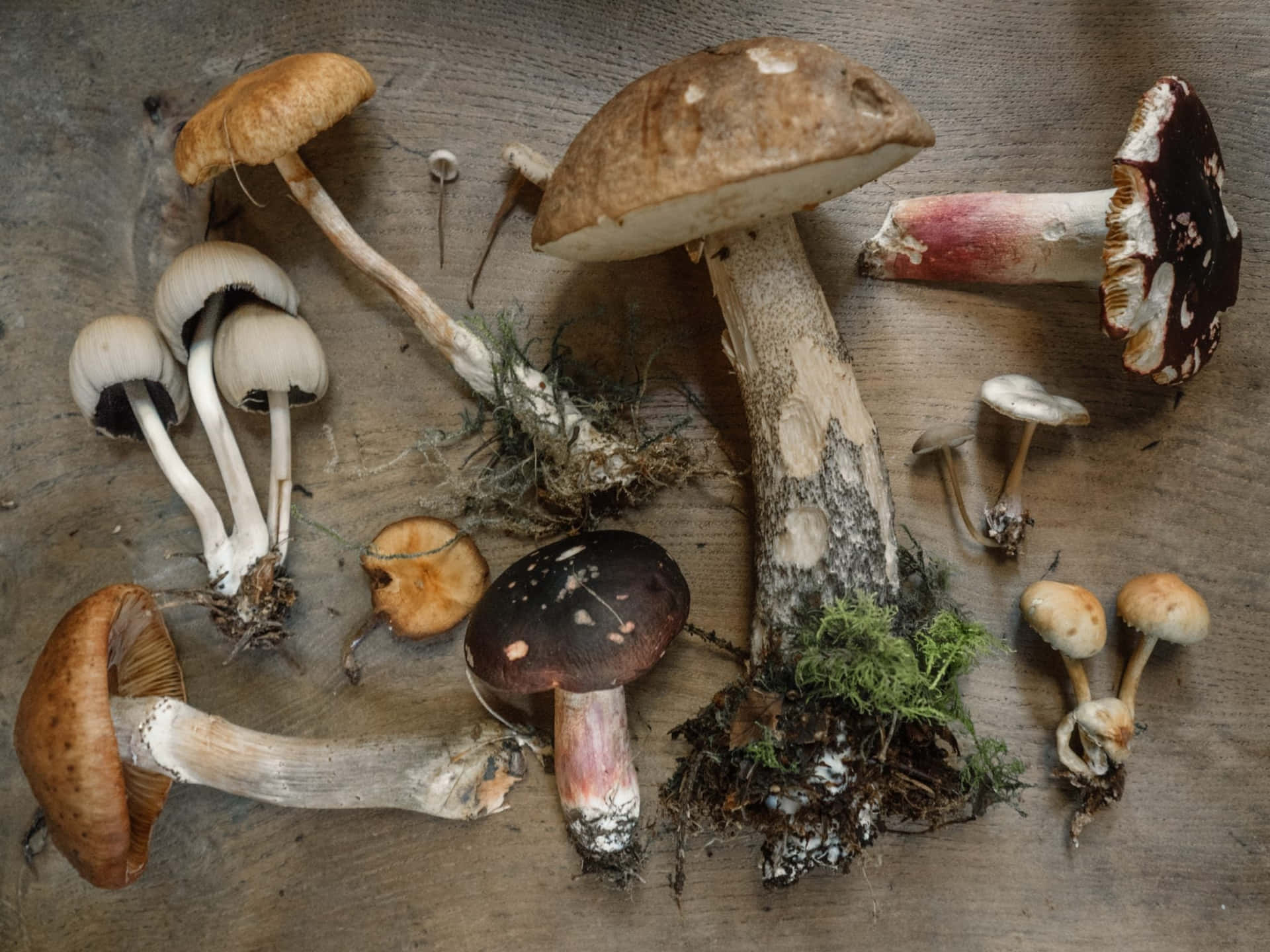 A vibrant display of various mushroom types in their natural habitat.