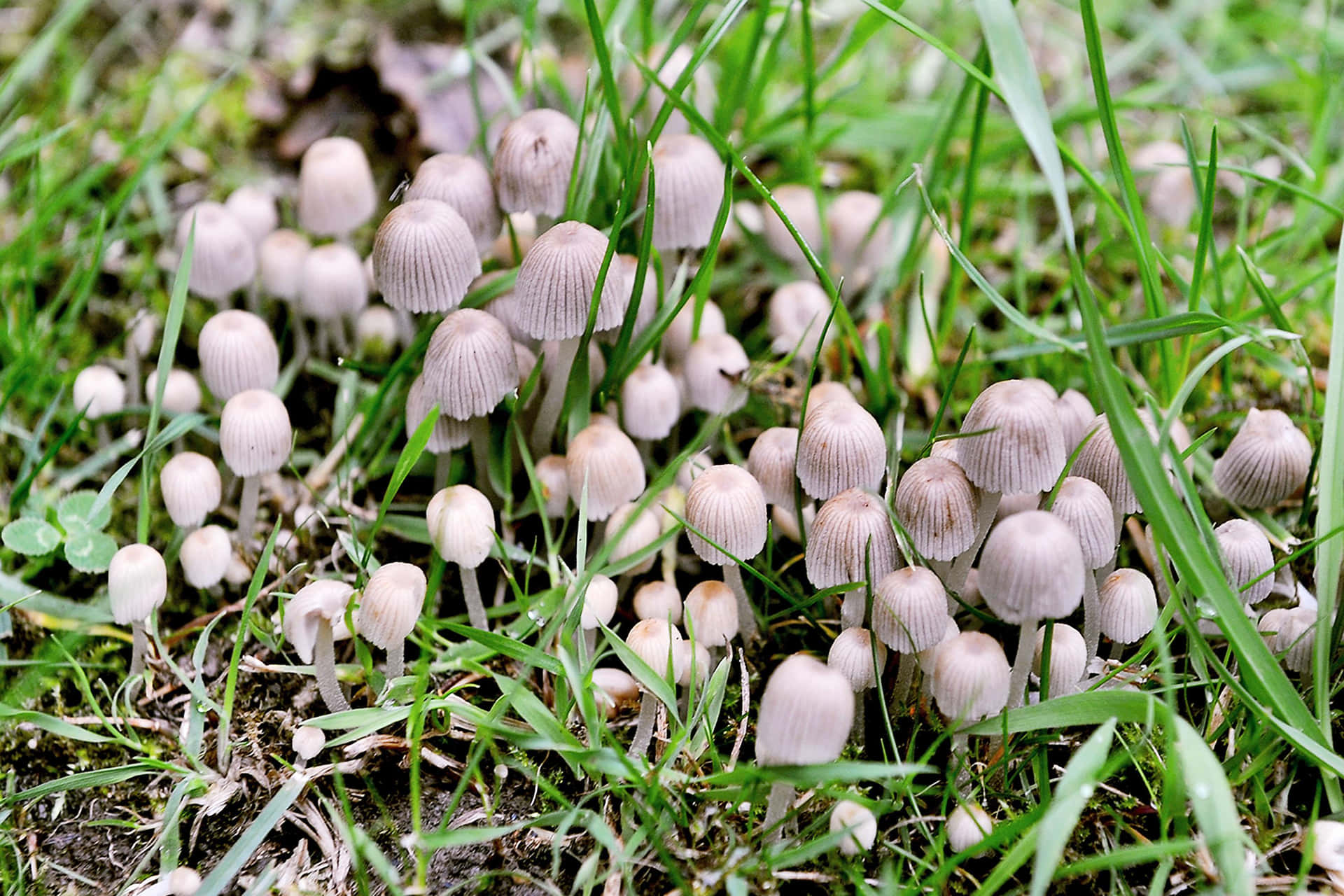 Fairy Inkcap Mushroom Types Pictures