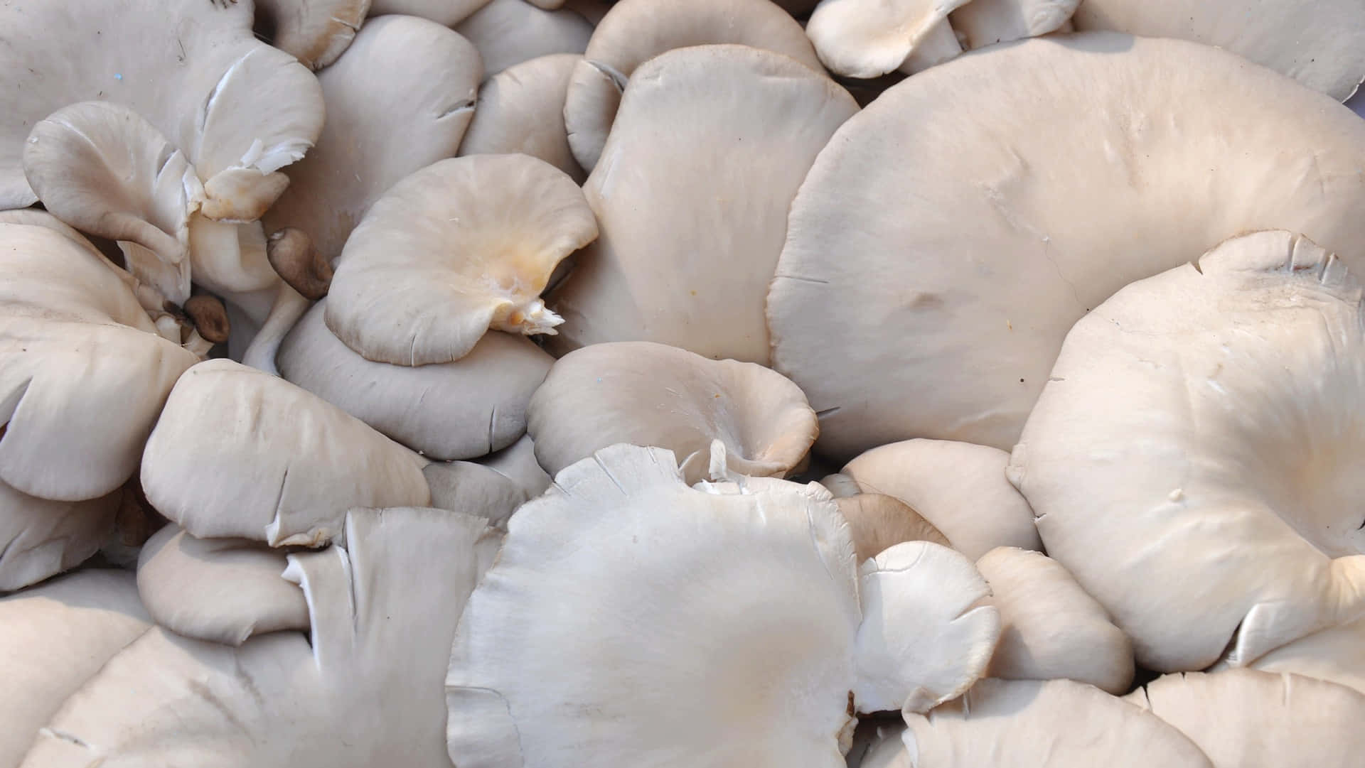 Billeder af spiselige svampe typer tapet