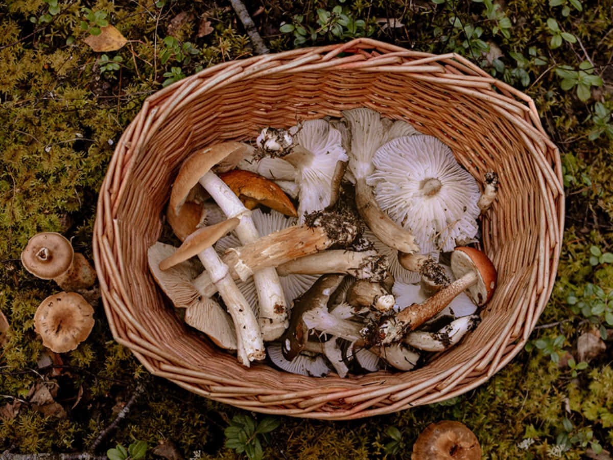 Frischebilder Von Verschiedenen Pilzarten