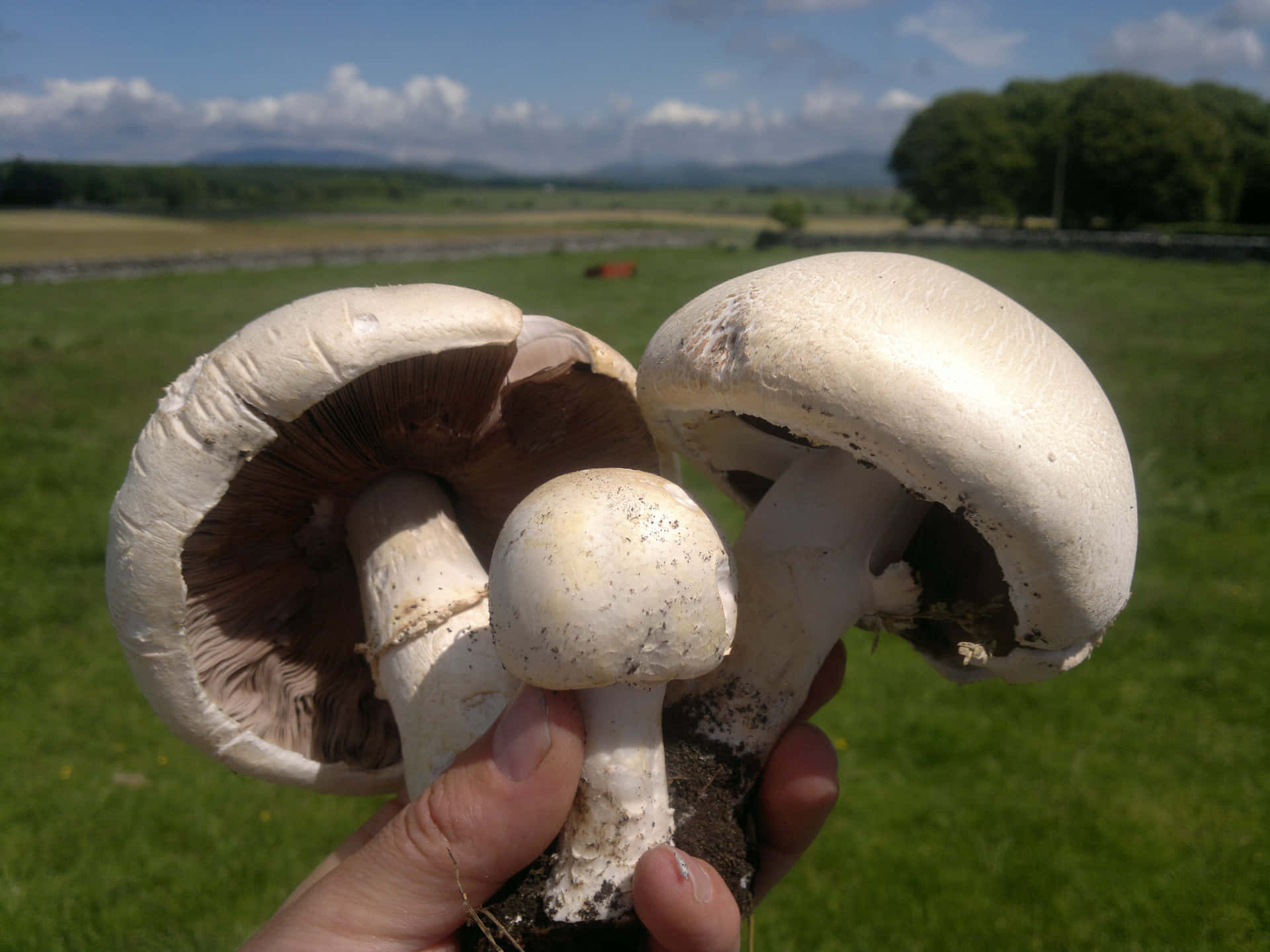 White Mushroom Types Pictures