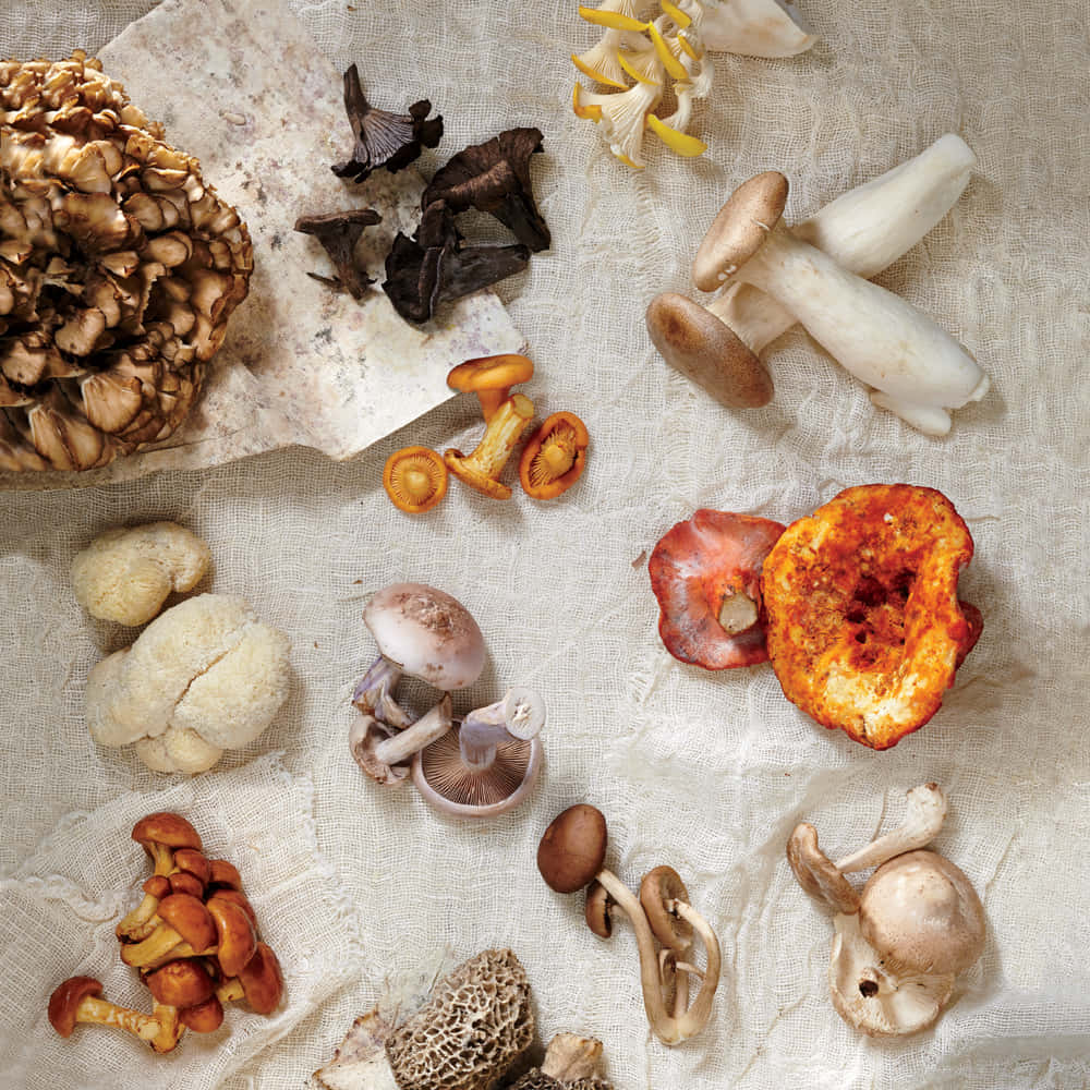 A Variety of Mushroom Species Illustrated In their Natural Habitat
