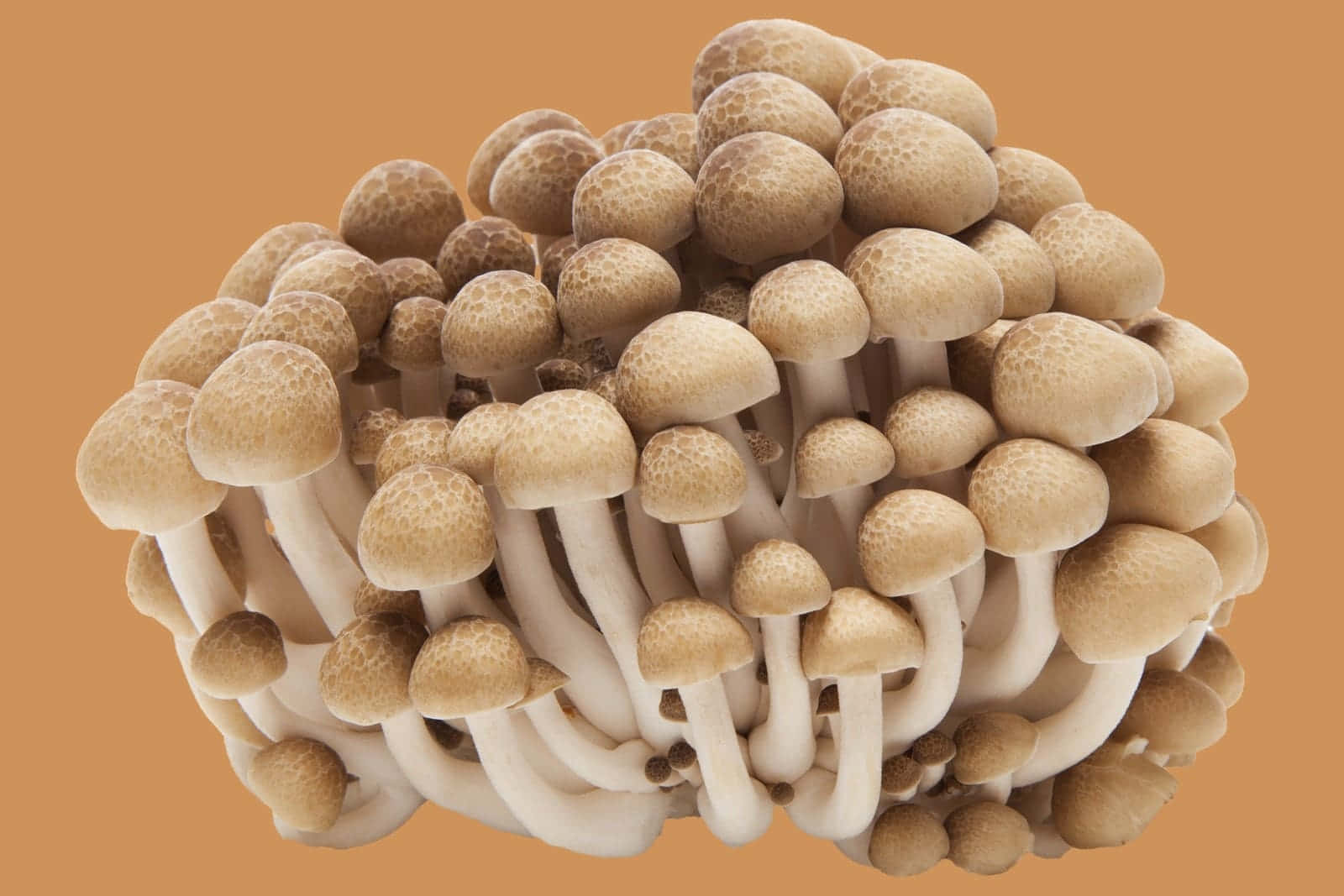 Hvid Beech Mushroom Typer Billeder HD Wallpaper