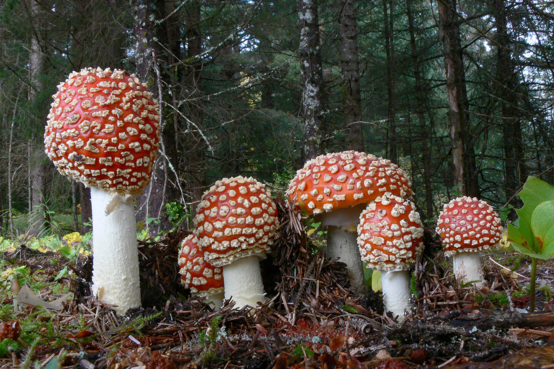 Distinct Types of Mushrooms Compilation