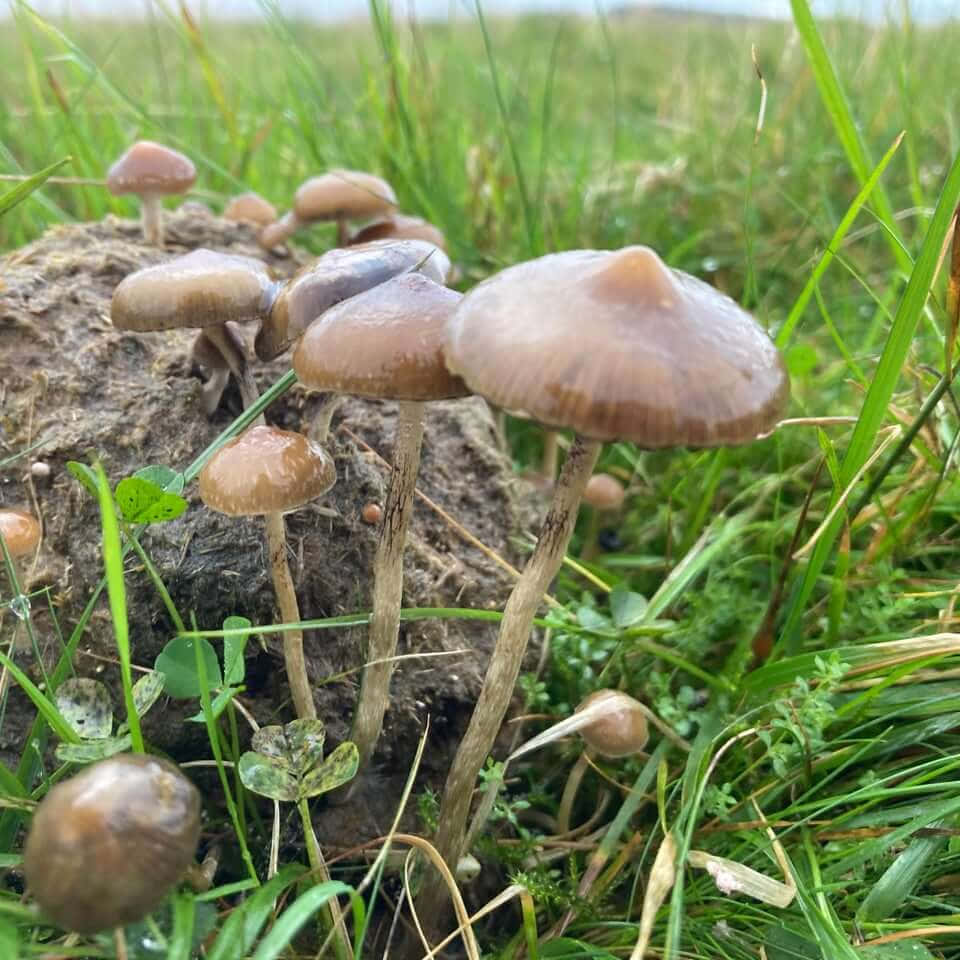Billeder af naturlige svampe arter tapet