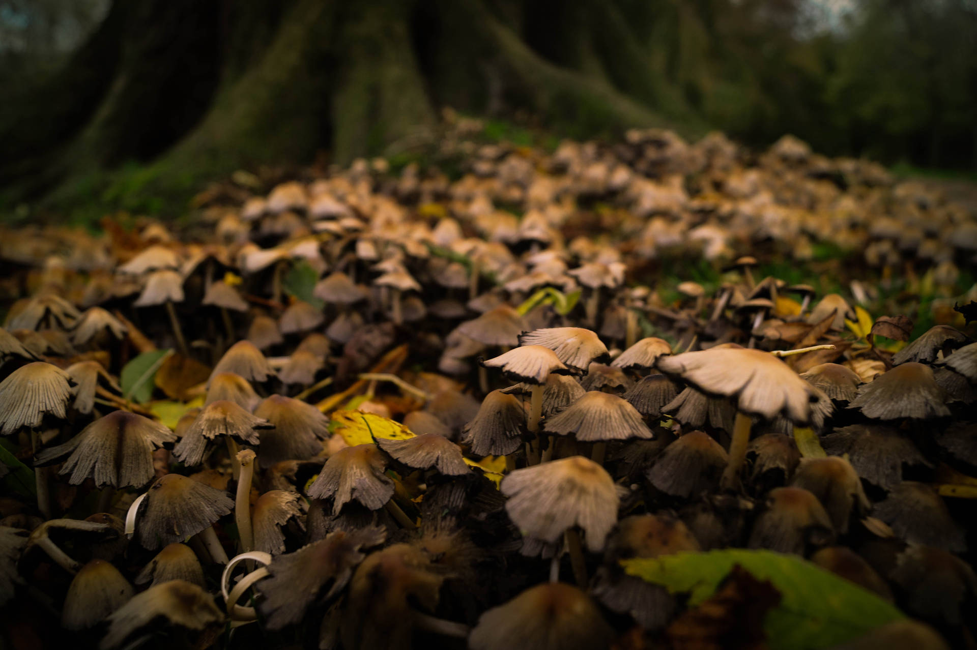 Funghi Nella Foresta Pluviale Sfondo