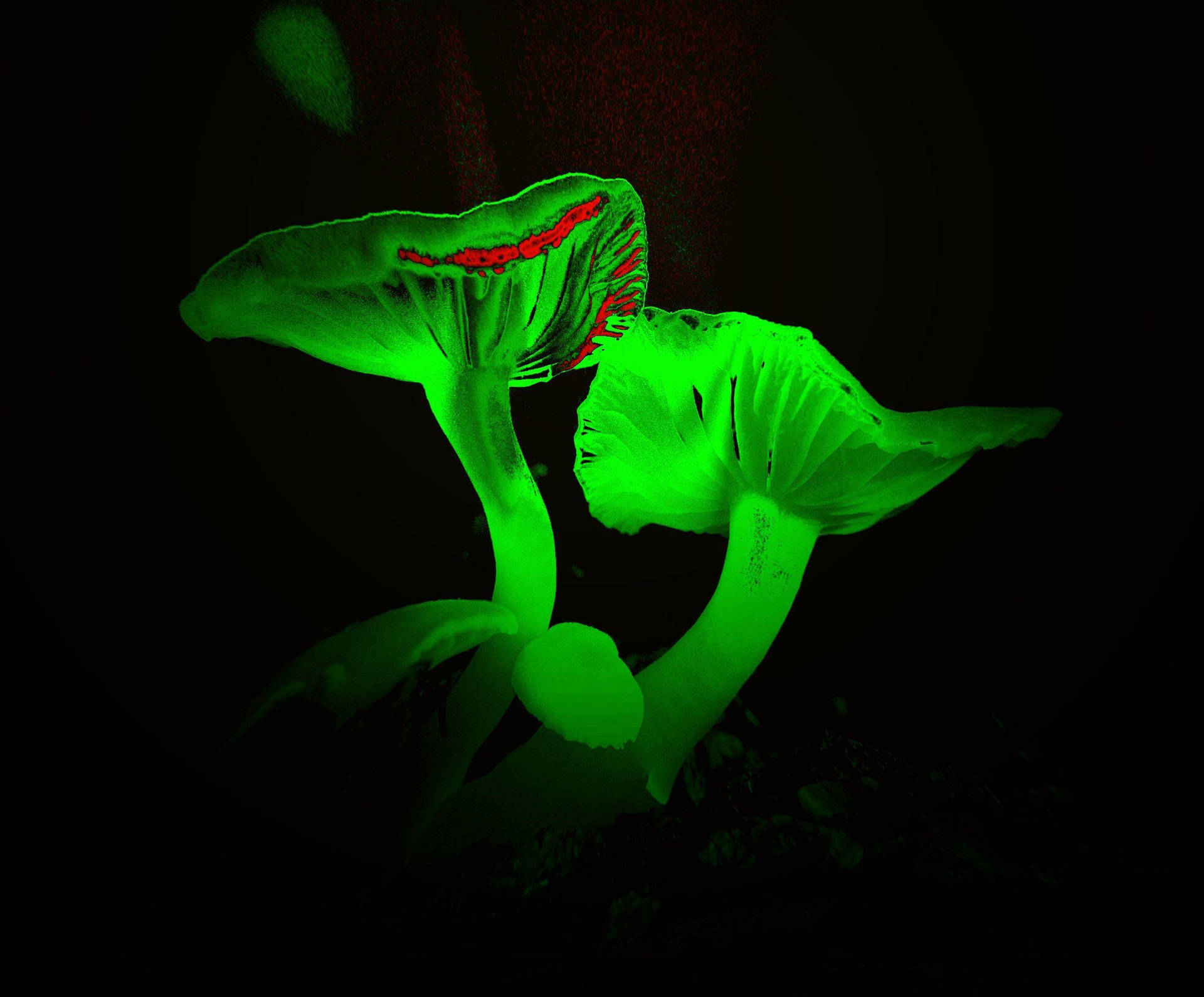 Mushrooms Neon Green Aesthetic Wallpaper