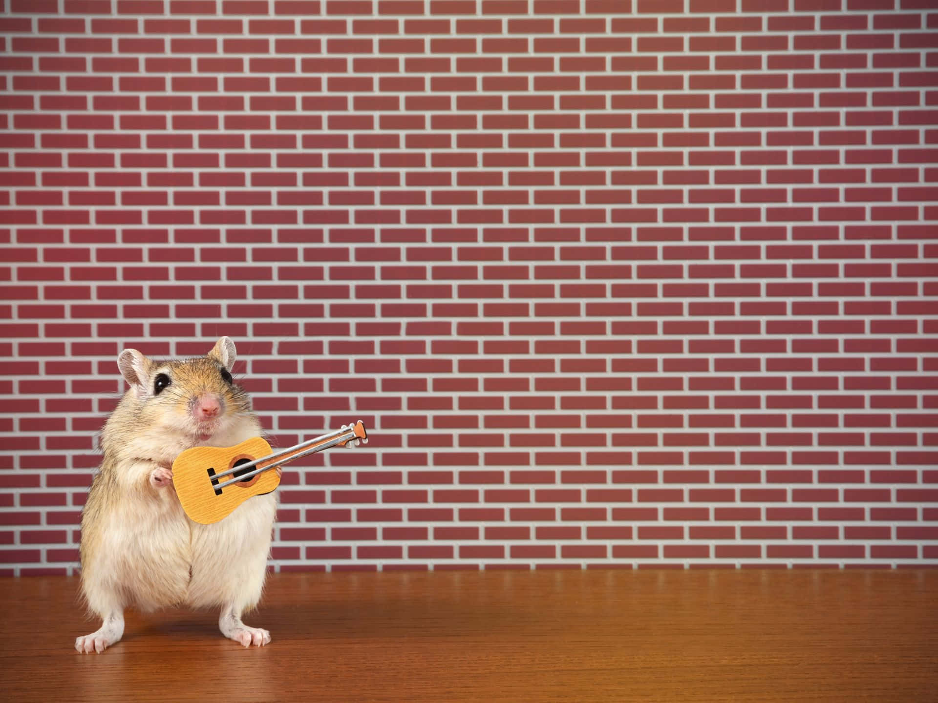 Musical Hamsterwith Guitar Wallpaper