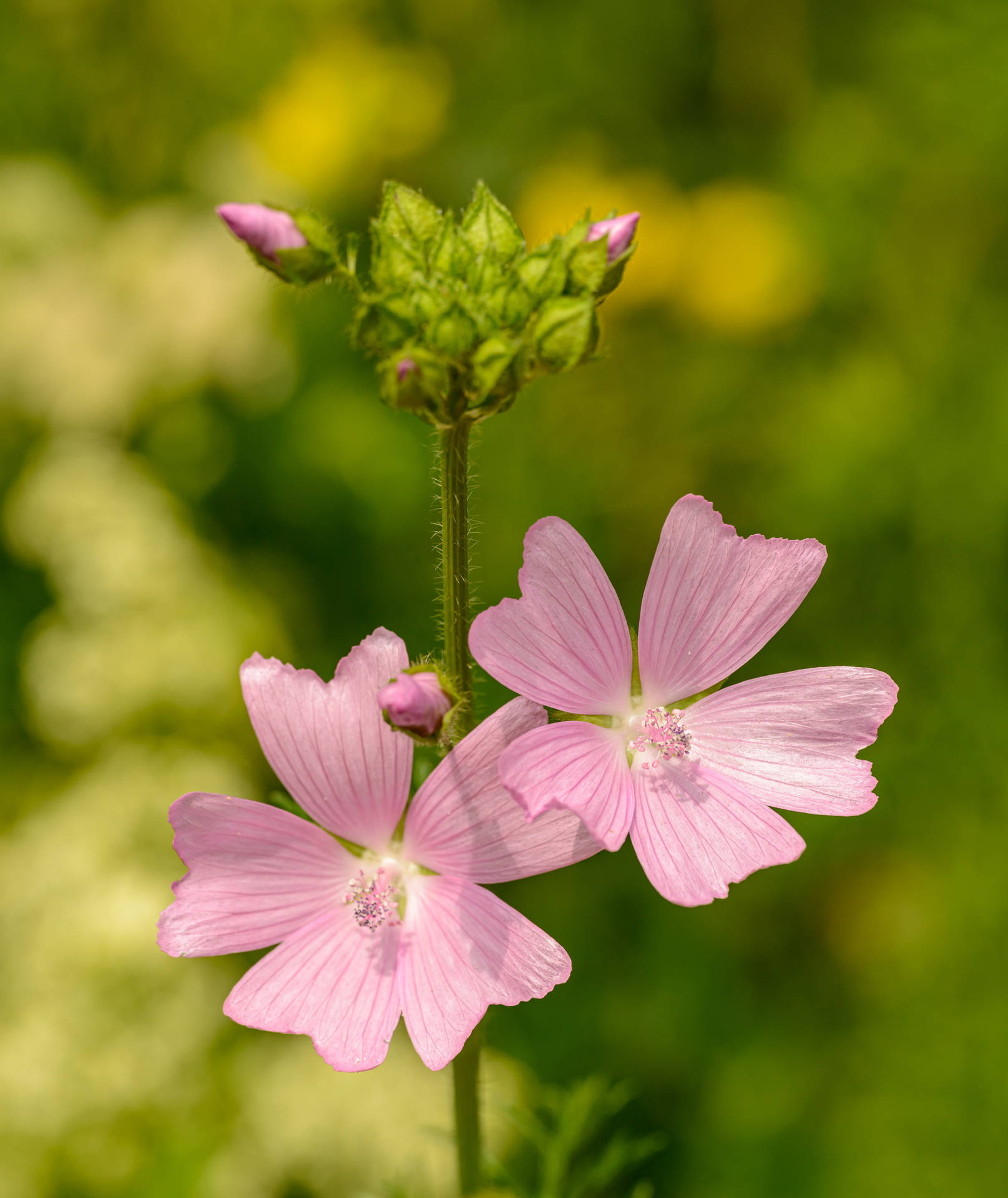Musk Mallow Flower Android Wallpaper
