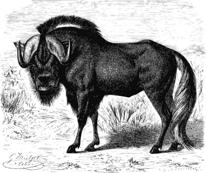 Muskoxin Blackand White PNG