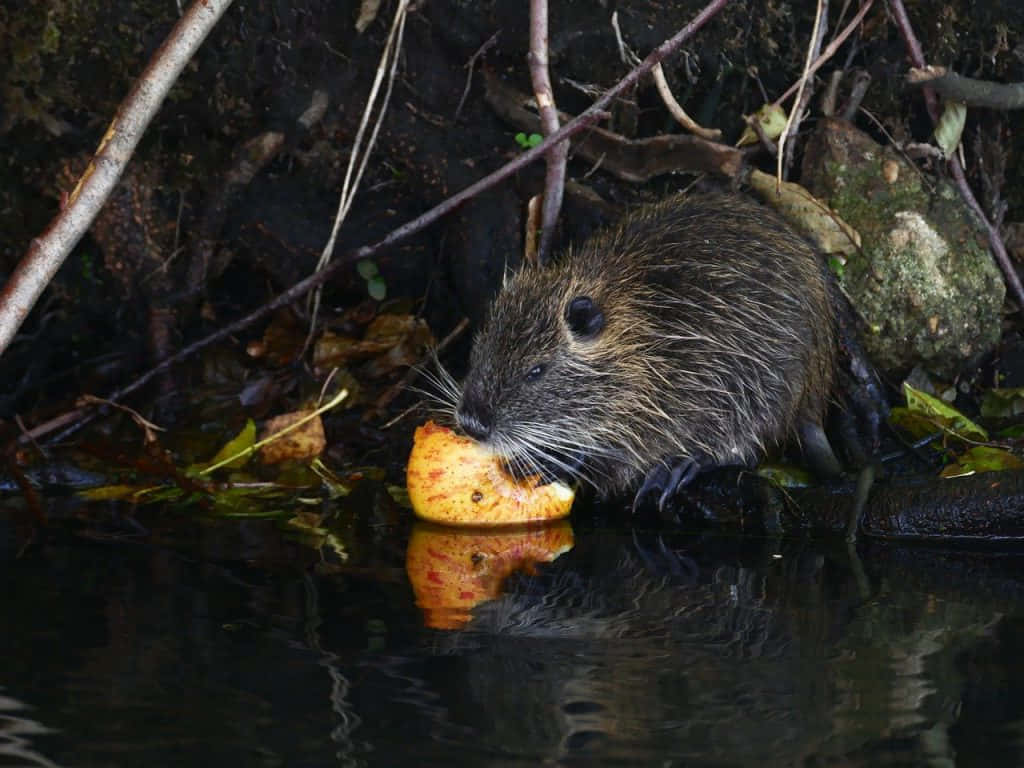 Muskrat Eating By Water Wallpaper