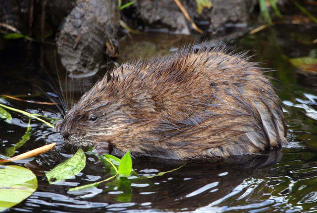 Muskrat Eating By Water Wallpaper