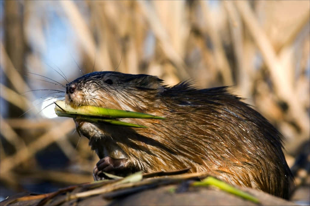 Muskrat Eet Groenten Achtergrond