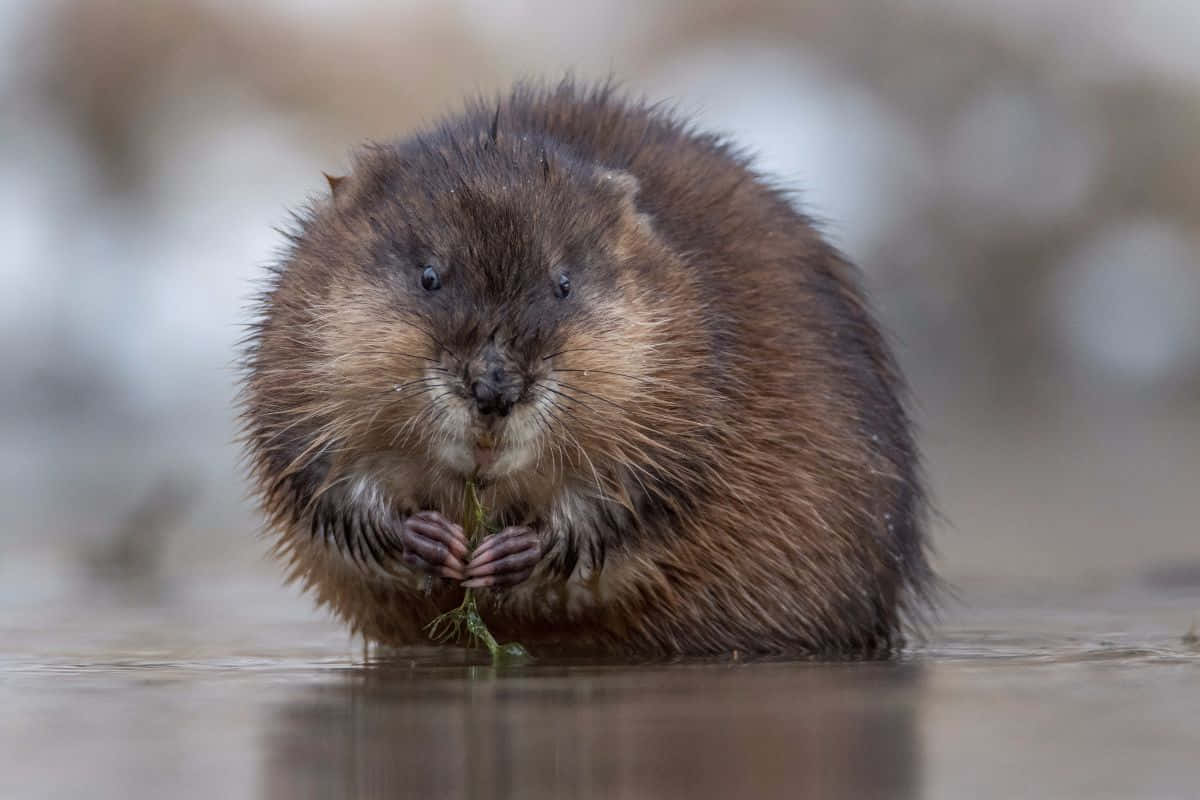 Muskrat Eating Plant Wallpaper