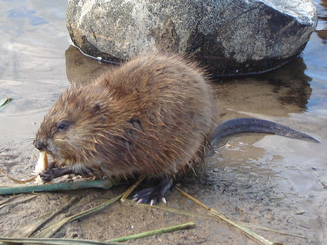 Muskrat Feedingby Water Wallpaper