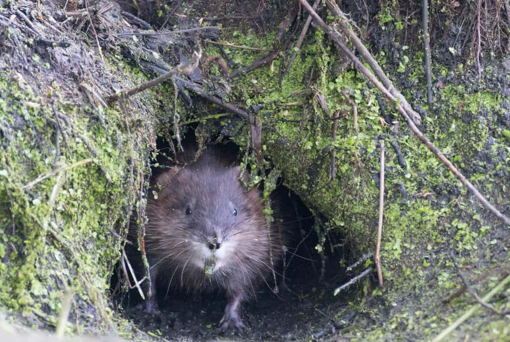 Download Muskrat Peekingfrom Burrow Wallpaper | Wallpapers.com