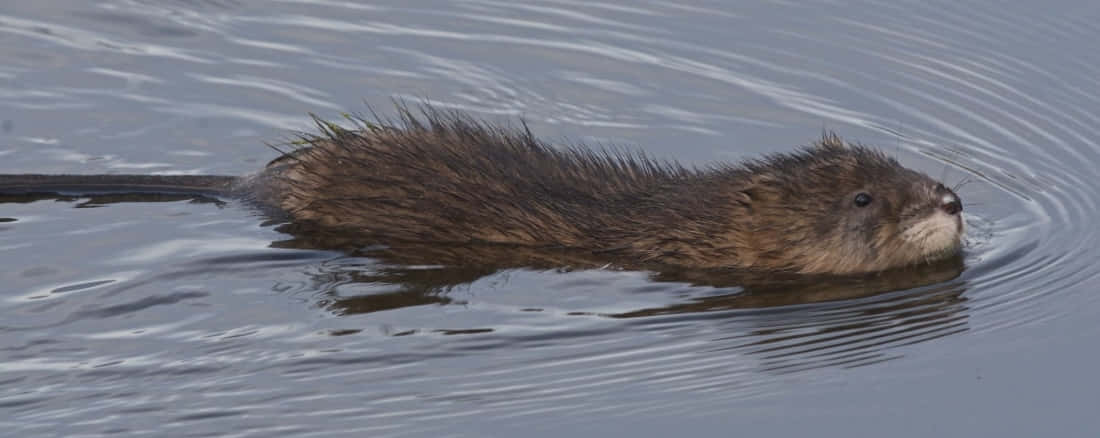 Muskrat Zwemmen In Water.jpg Achtergrond