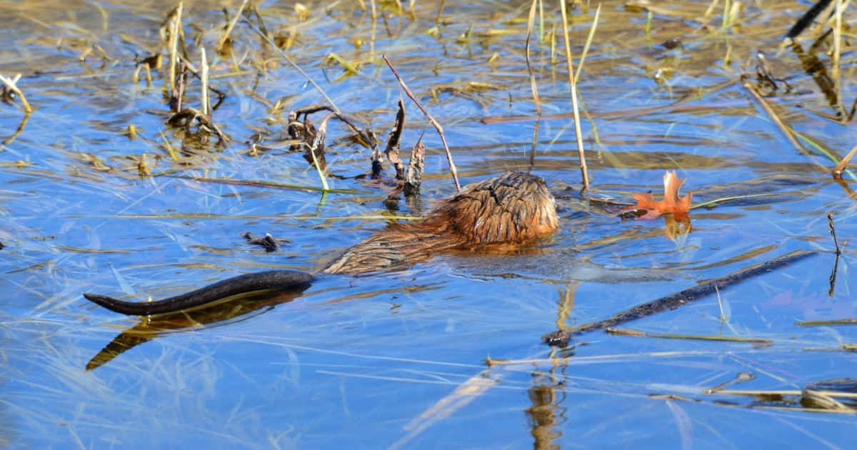 Muskrat Swimmingin Pond.jpg Wallpaper