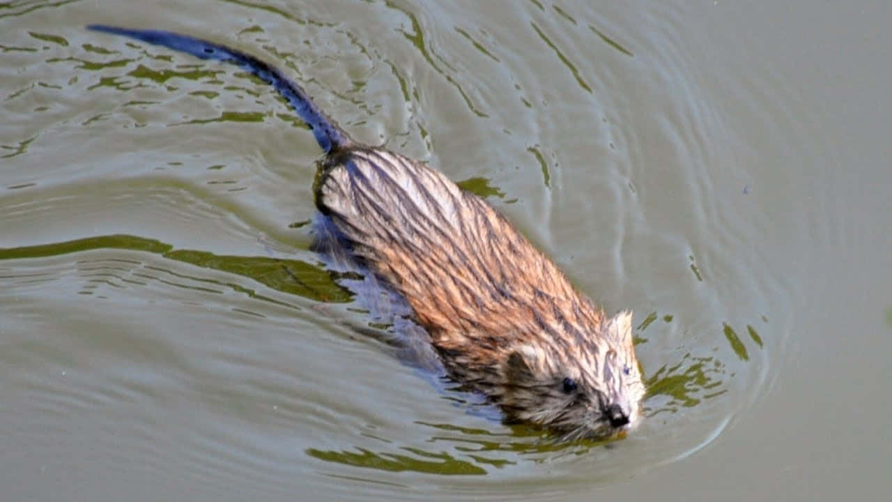 Muskrat Swimmingin Water.jpg Wallpaper