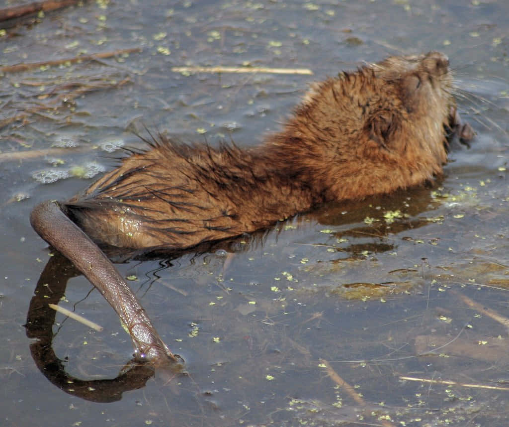 Muskrat Swimmingin Water.jpg Wallpaper