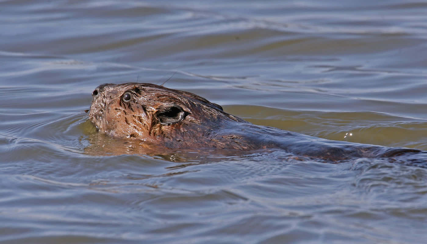 Muskrat Zwemmen In Water.jpg Achtergrond