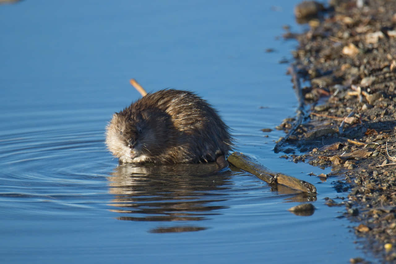 Muskrat Aan De Waterkant Achtergrond