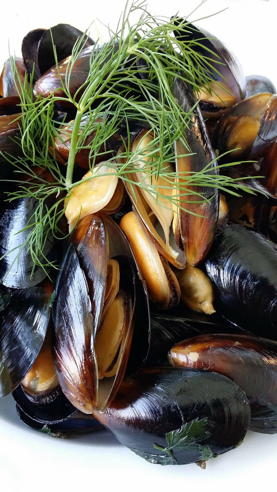 Mussels Braised With Dill Herbs Wallpaper