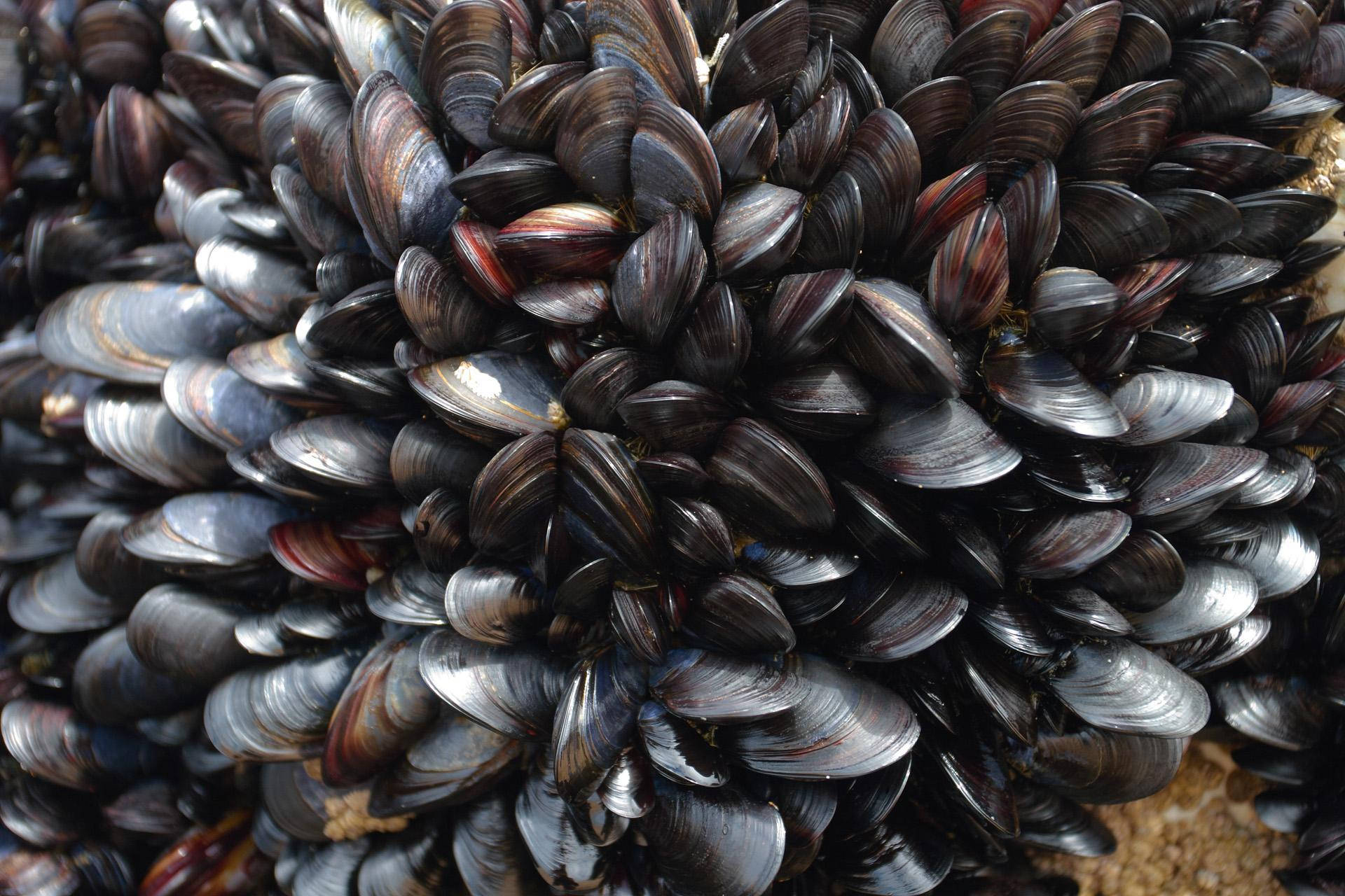 Mussels Burrowing Bivalve Species Wallpaper