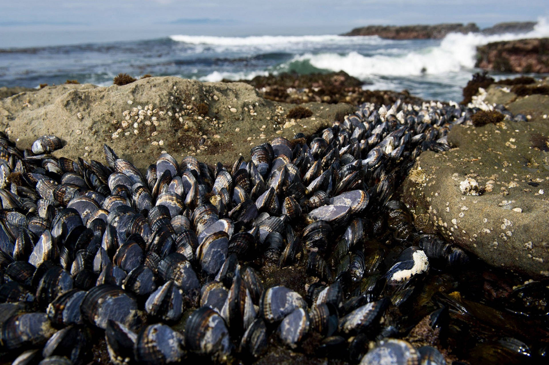 Mussels Growing By The Sea Wallpaper