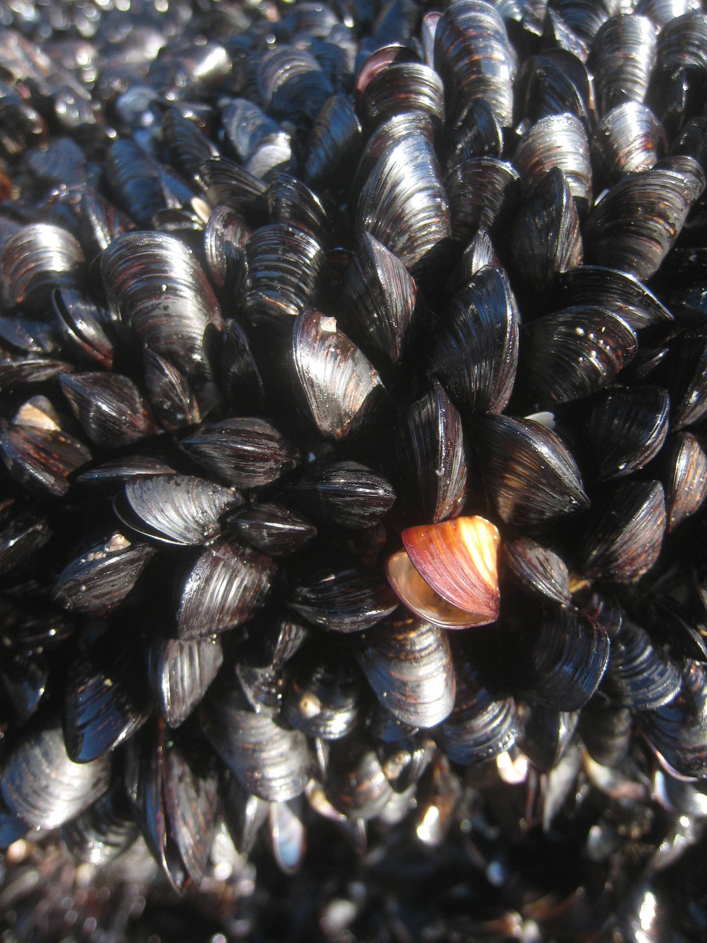 Mussels Little Black Variety Wallpaper