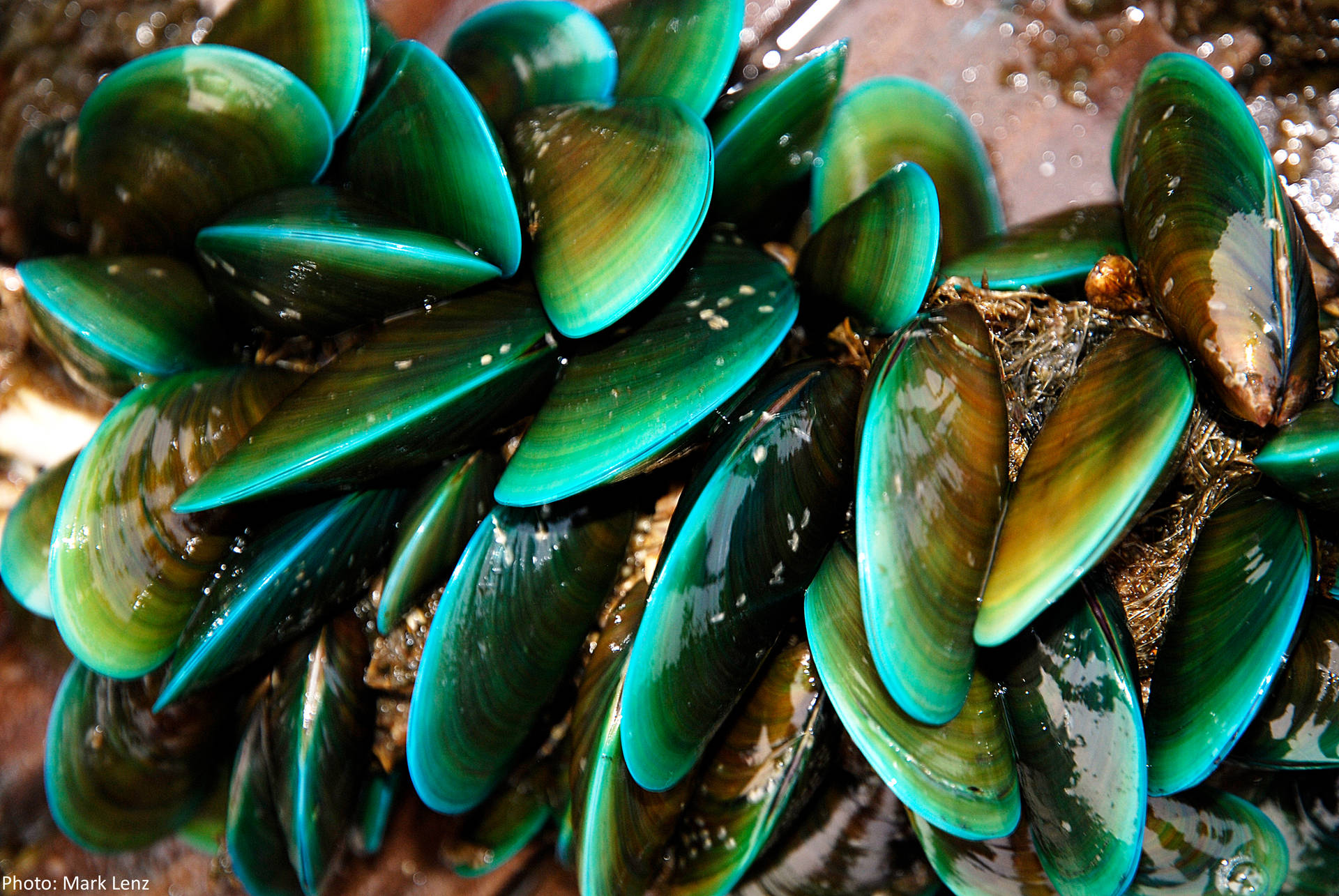 Mussels Marine Green Shellfish Wallpaper