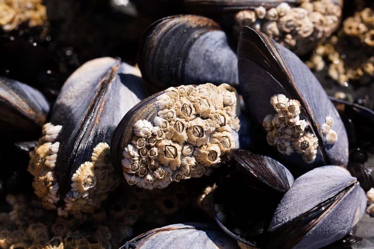 Mussels_with_ Barnacles_ Closeup Wallpaper