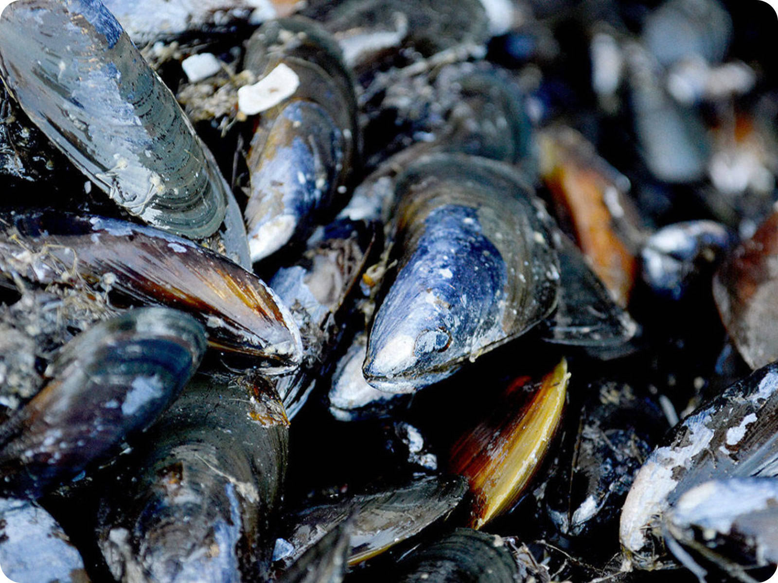 Mussels With Black And Blue Shells Wallpaper