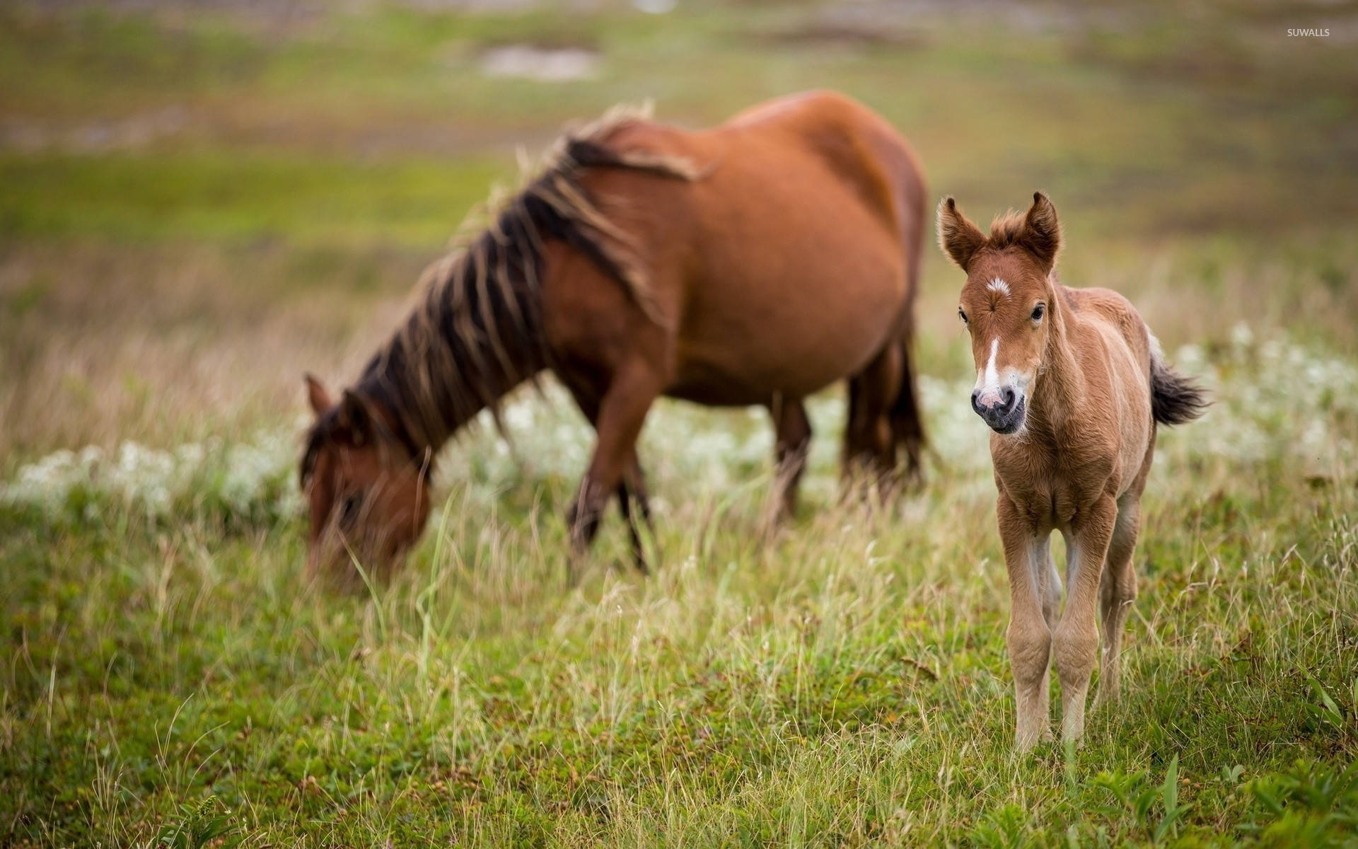 Mustang Horse Eating And Cute Mongolian Foal Wallpaper