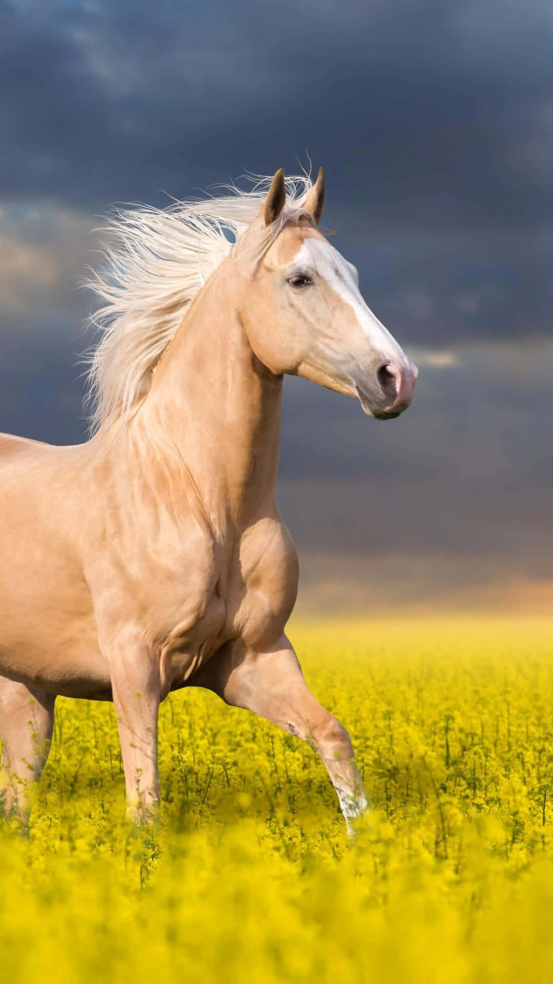 Immaginedi Un Cavallo Mustang In Piedi In Un Campo Giallo