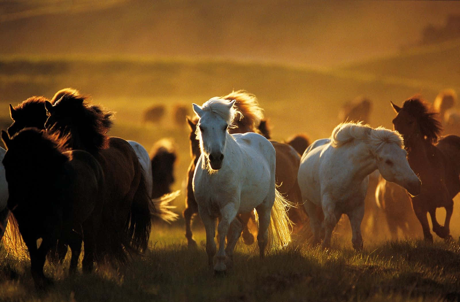 Imagende Un Grupo De Caballos Mustang Corriendo.