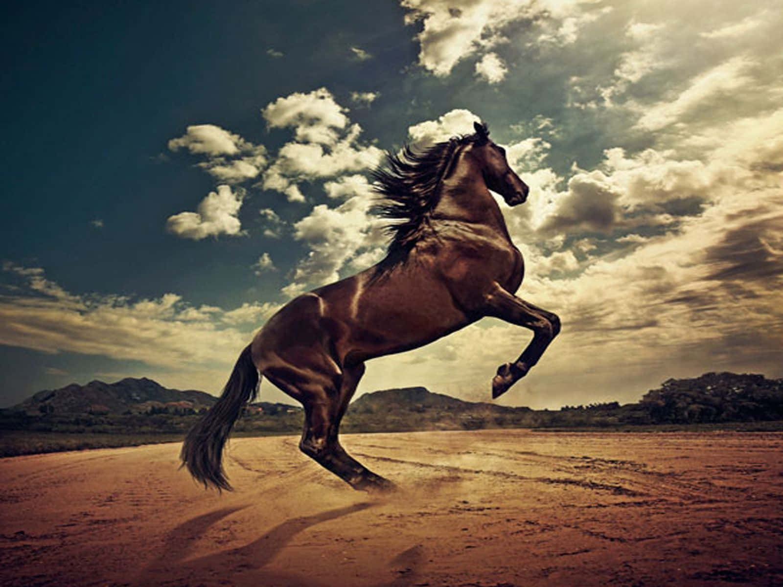 Immaginedi Un Cavallo Mustang Che Si Staglia Nel Deserto.