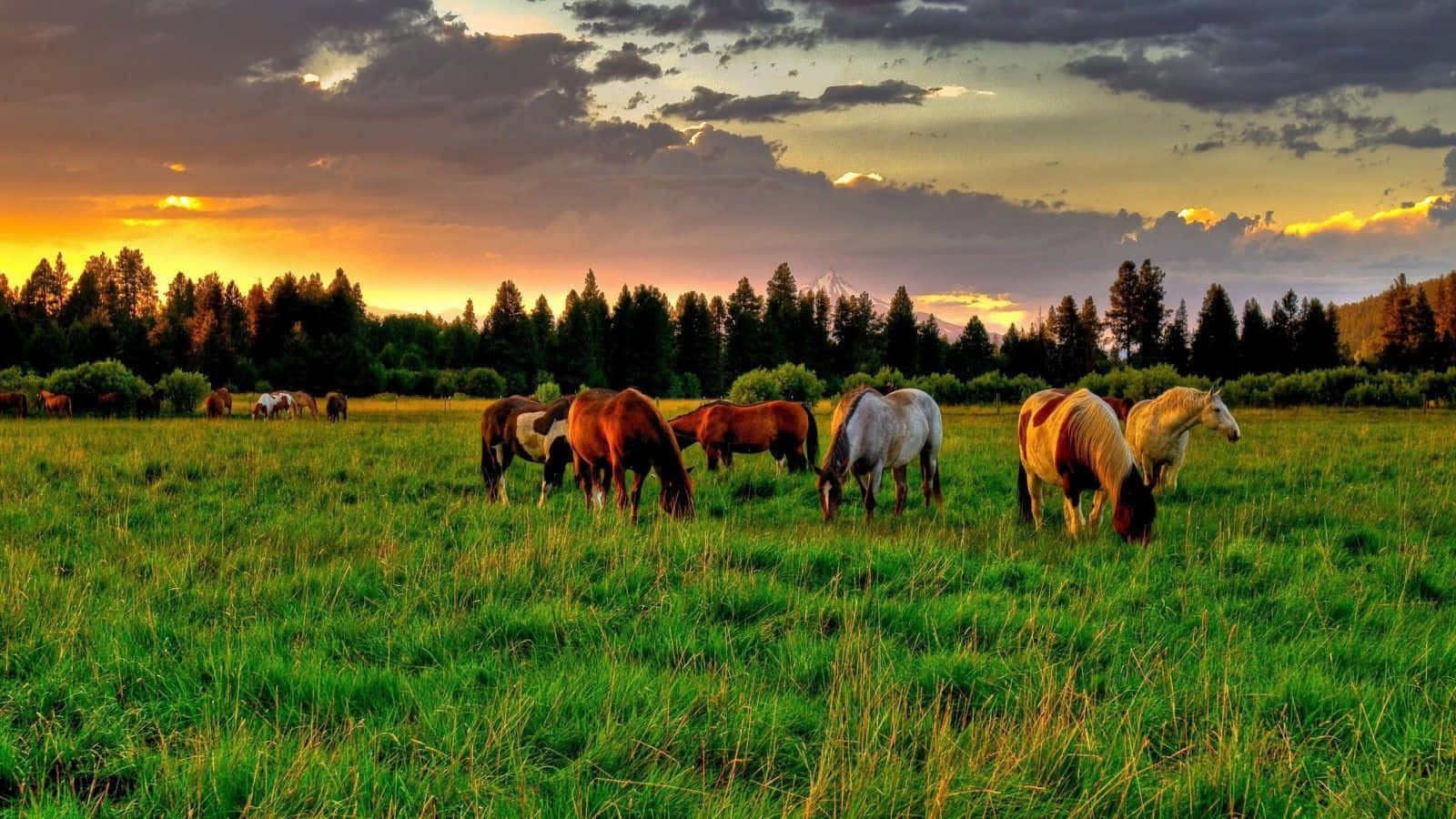 Imagende Un Rebaño De Caballos Mustang Pastando En Un Campo.