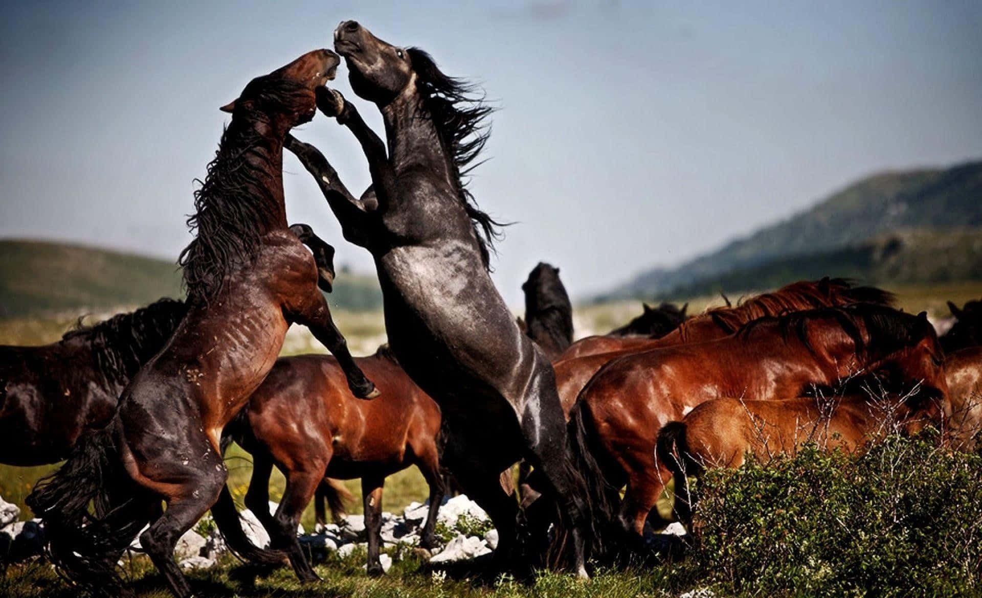 Immaginedi Uno Scontro Tra Cavalli Mustang