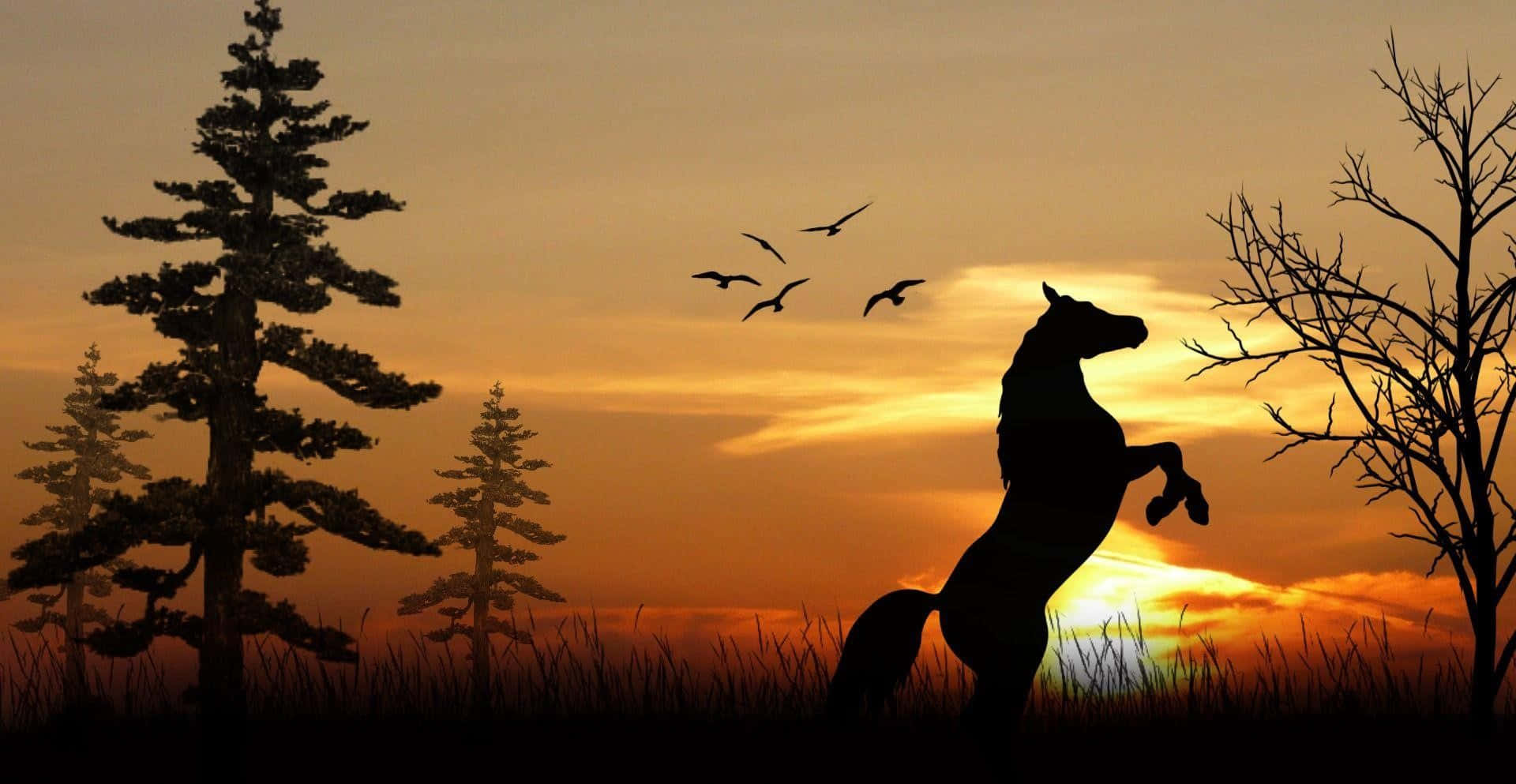 Mustang Horse Standing In Sunset Silhouette Picture