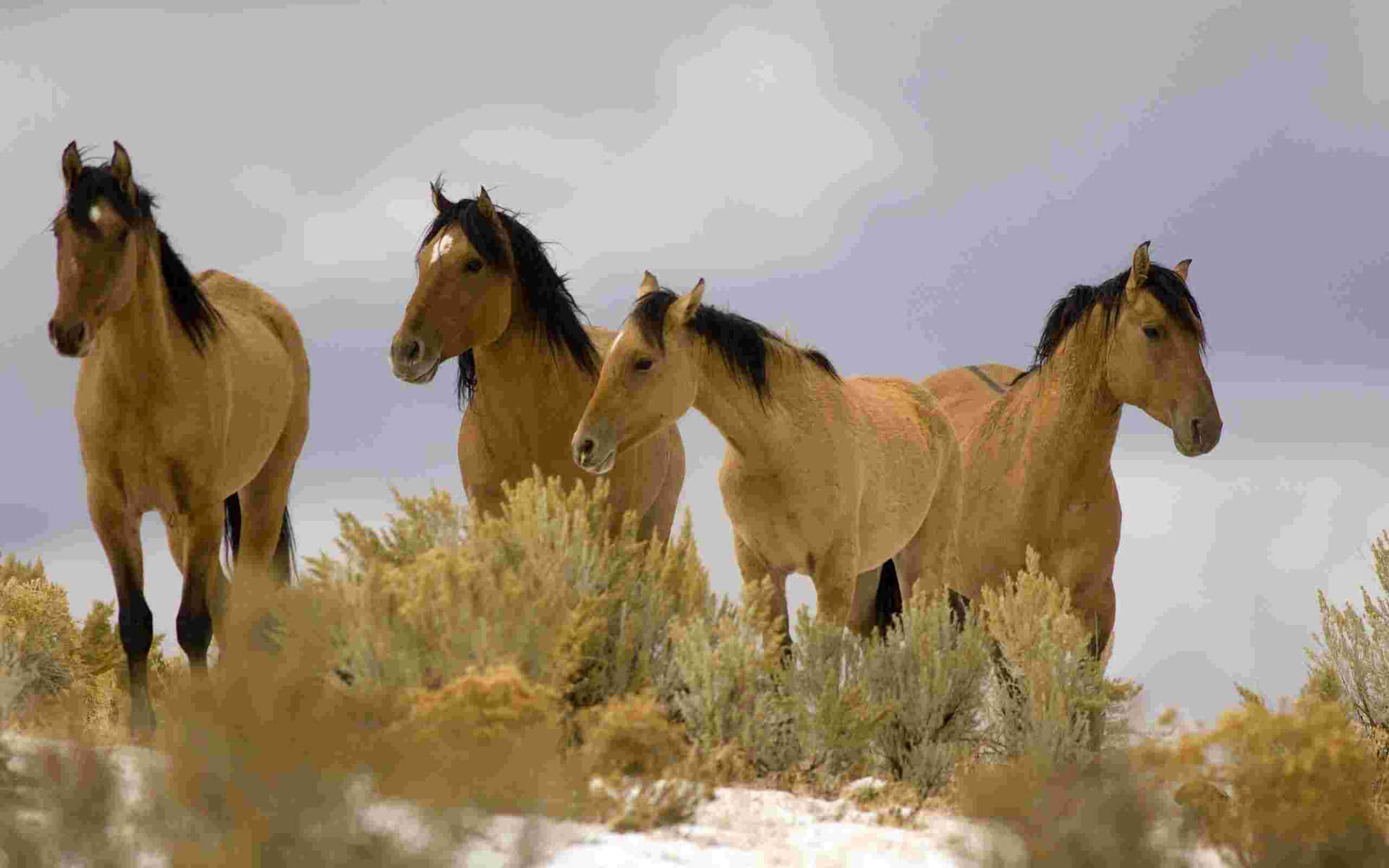 Imagende Un Caballo Mustang Y Cuatro Caballos Marrones.