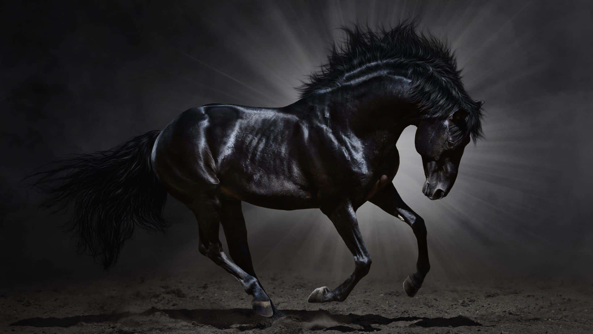 Mustanghästsvart Galopperande Mörk Bild