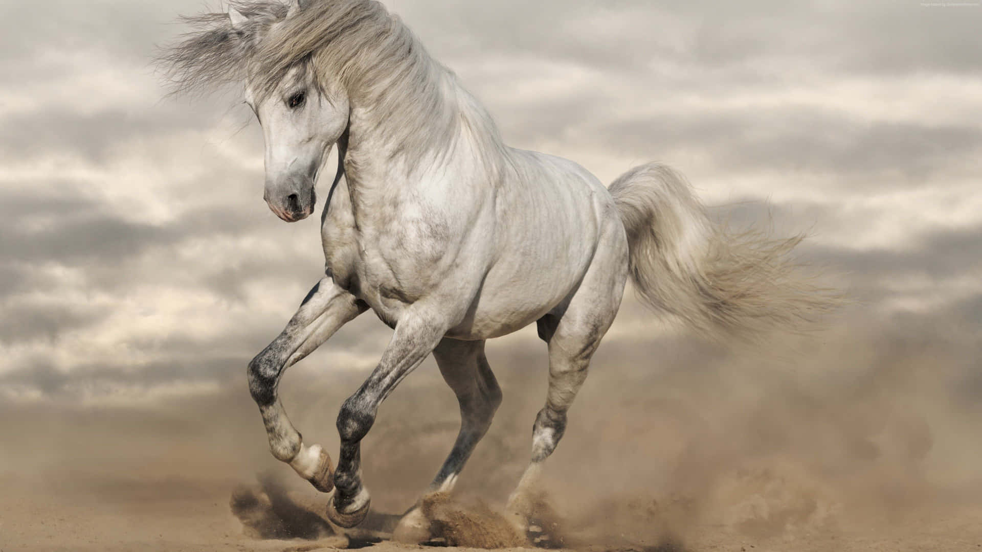 Mustang Horse White Running Picture