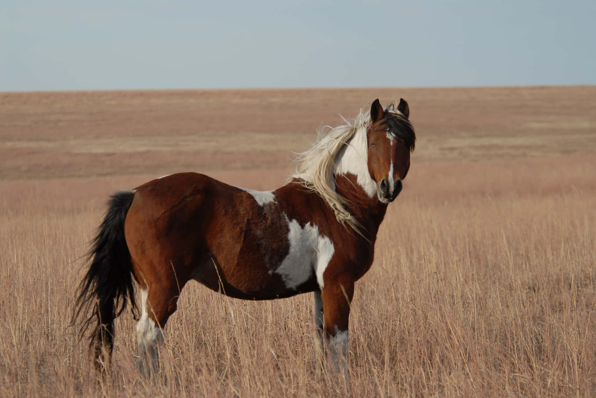 Mustang Horse Brown And White Standing Picture