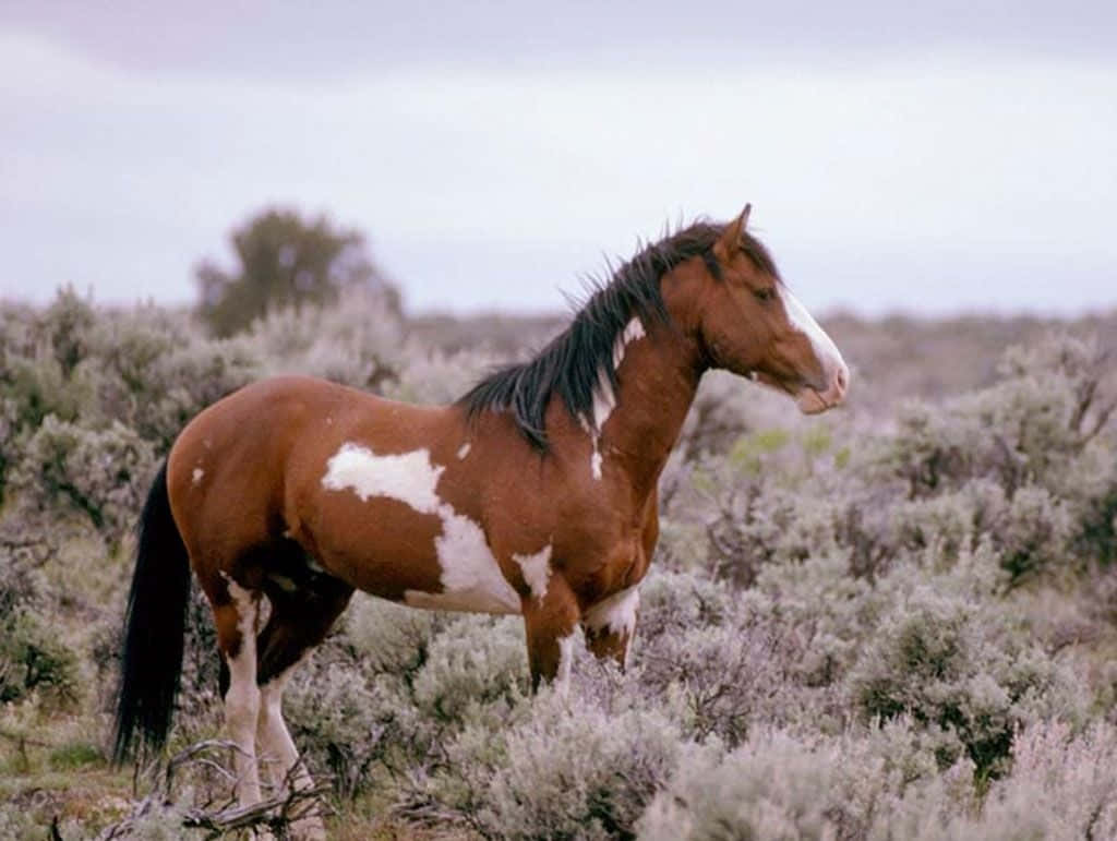 Imagende Un Caballo Mustang Parado Entre Los Arbustos.