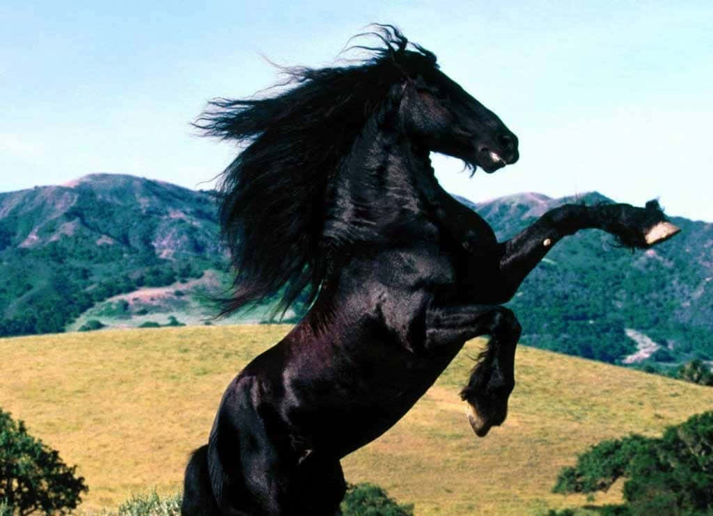 Immaginedi Un Mustang Cavallo Nero In Piedi Sulle Zampe Posteriori