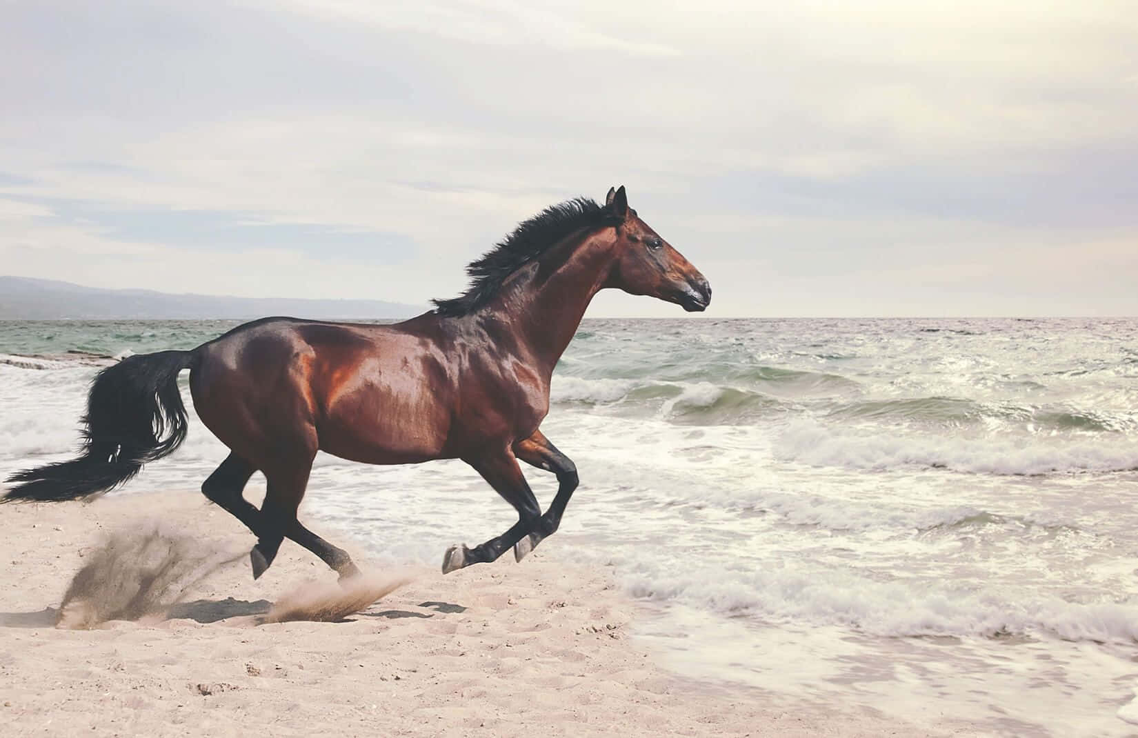 Immaginedi Un Cavallo Mustang Che Corre Sulla Spiaggia.