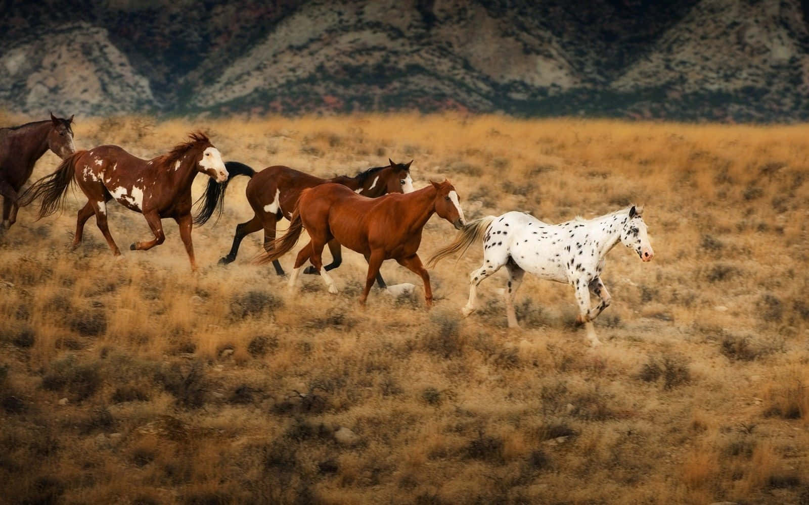Mustang Horse Herd Running In Dessert Picture